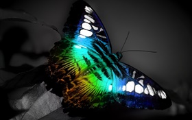 Papillon macro, couleurs noir bleu