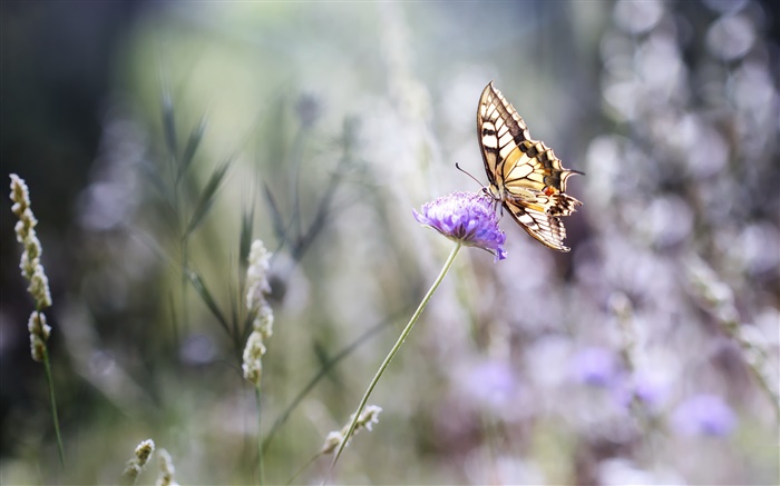 Papillon, fleur pourpre, bokeh, été Fonds d'écran, image