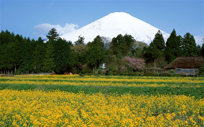 champ de fleurs de colza, arbres, Mont Fuji, Japon Fonds d'écran, image