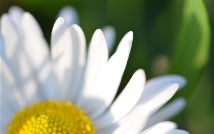Camomille fleur pétales blancs macro photographie Fonds d'écran, image
