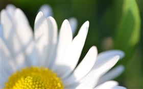 Camomille fleur pétales blancs macro photographie HD Fonds d'écran