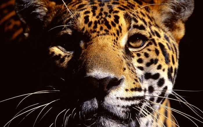 Cheetah visage photographie rapprochée Fonds d'écran, image