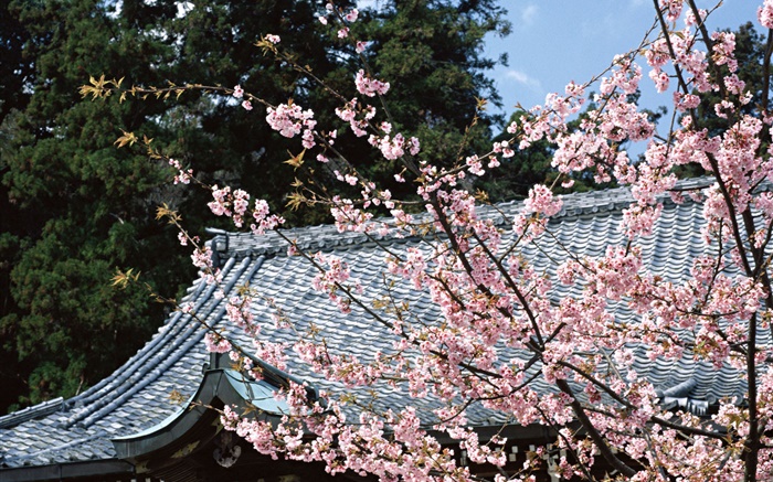 Cherry blossom, parc, Tokyo, Japon Fonds d'écran, image
