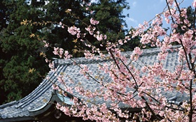 Cherry blossom, parc, Tokyo, Japon