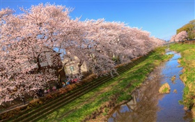 fleurs de cerisier, fleur, canal, maison, ressort
