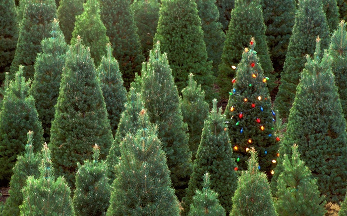 arbres de Noël, les lumières Fonds d'écran, image