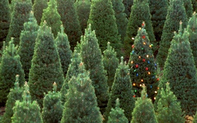 arbres de Noël, les lumières HD Fonds d'écran