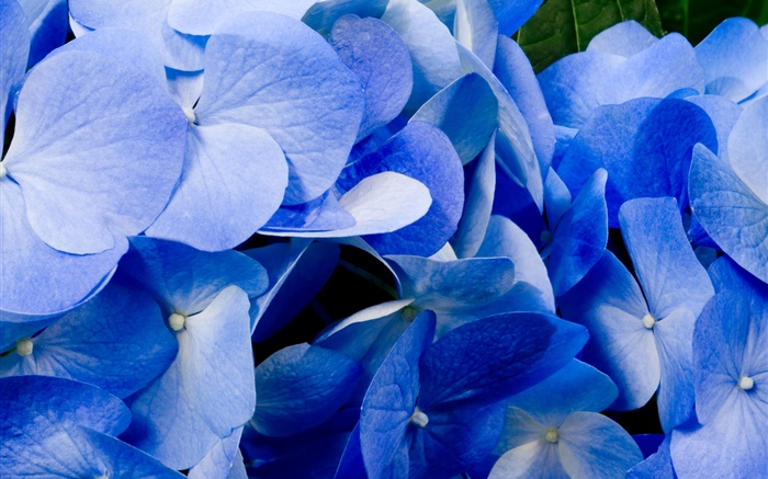 Close-up d'hortensia bleu Fonds d'écran, image