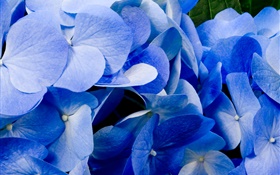 Close-up d'hortensia bleu