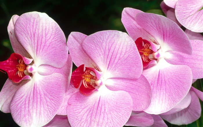 Gros plan d'orchidées papillon, pétales roses Fonds d'écran, image