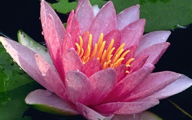Gros plan du lotus, pétales roses, des gouttes d'eau, après la pluie