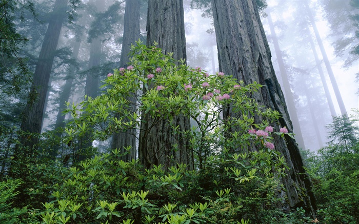Redwood Coast, rhododendron, Redwood National Park, Californie, États-Unis Fonds d'écran, image