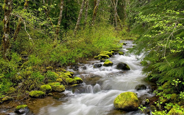 Creek dans la forêt Fonds d'écran, image