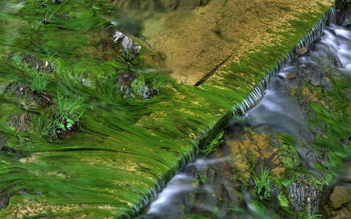 Creek, de la mousse, de l'eau Fonds d'écran, image