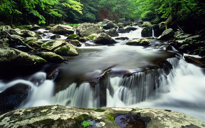 Creek, pierres, buisson Fonds d'écran, image
