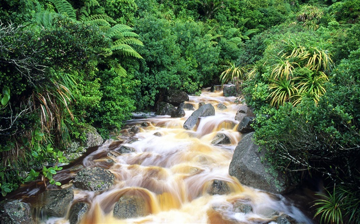 Creek, pierres, arbuste, vert Fonds d'écran, image