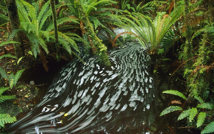 Creek, ruisseau, feuilles, buisson Fonds d'écran, image