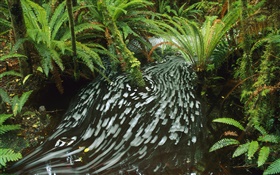 Creek, ruisseau, feuilles, buisson HD Fonds d'écran