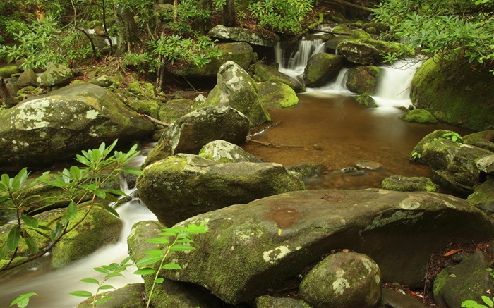 Creek, été, Great Smoky Mountains National Park, Tennessee, États-Unis Fonds d'écran, image