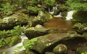 Creek, été, Great Smoky Mountains National Park, Tennessee, États-Unis HD Fonds d'écran
