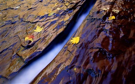 Crique, l'eau, roches, feuilles jaunes HD Fonds d'écran
