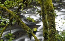 Creek, eau, arbre, vert mousse