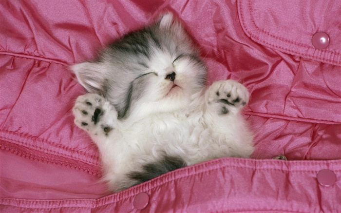 Mignon sommeil chaton dans le lit Fonds d'écran, image
