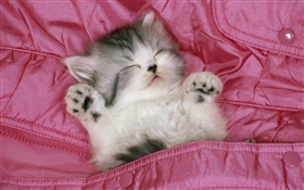 Mignon sommeil chaton dans le lit HD Fonds d'écran