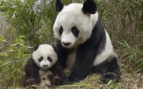 Mignon panda, mère et cub