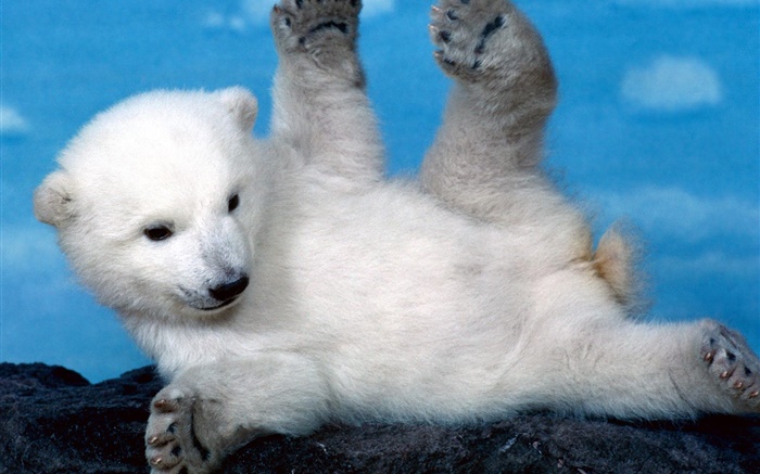 Mignon blanc polaire ourson Fonds d'écran, image