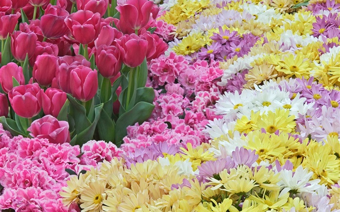 Daisy et tulipes fleurs Fonds d'écran, image