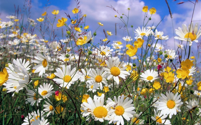 fleurs de marguerite, pétales blancs, ciel bleu Fonds d'écran, image