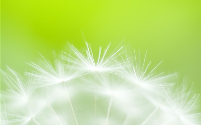 Les fleurs de pissenlit close-up, fond vert Fonds d'écran, image