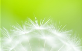 Les fleurs de pissenlit close-up, fond vert HD Fonds d'écran