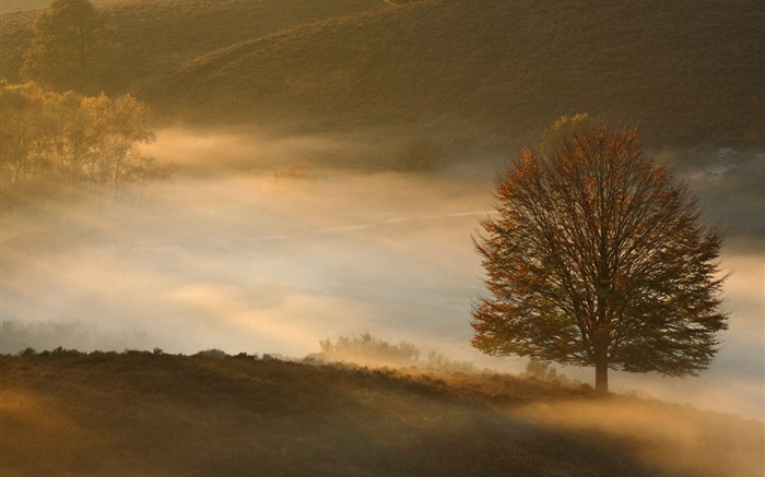 Aube, arbre, herbe, brouillard Fonds d'écran, image
