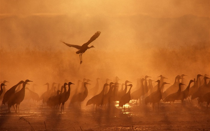 Crépuscule, oiseaux, coucher de soleil Fonds d'écran, image