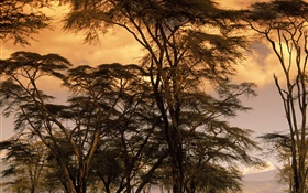 Crépuscule paysages, arbres HD Fonds d'écran