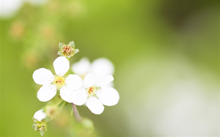 Cinq pétales, fleurs blanches, bokeh Fonds d'écran, image