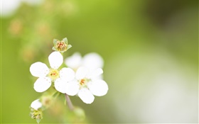Cinq pétales, fleurs blanches, bokeh