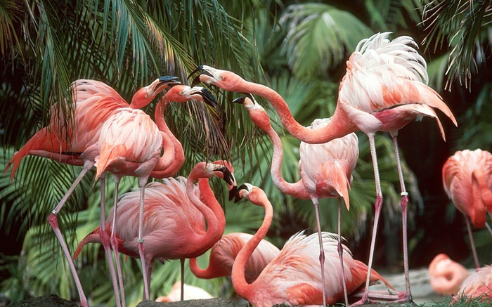 Flamingo close-up, les oiseaux Fonds d'écran, image