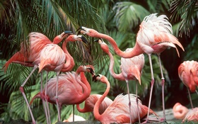Flamingo close-up, les oiseaux HD Fonds d'écran