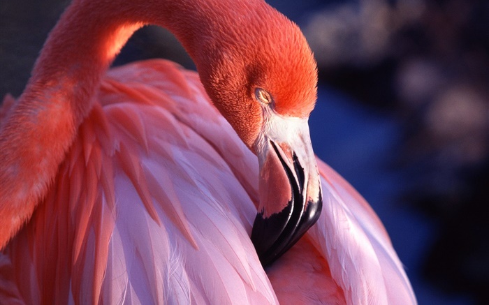tête et plumes Flamingo close-up Fonds d'écran, image