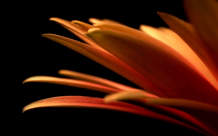 Des pétales de fleurs close-up, fond noir Fonds d'écran, image