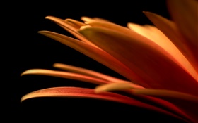 Des pétales de fleurs close-up, fond noir HD Fonds d'écran