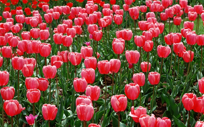 champ de fleurs, tulipes rouges Fonds d'écran, image