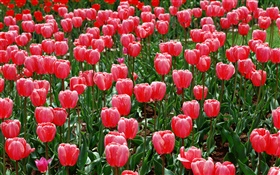 champ de fleurs, tulipes rouges