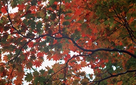 Forêt, automne, arbre, feuilles d'érable