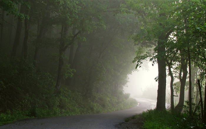 Forêt, route, arbres, brouillard, matin Fonds d'écran, image