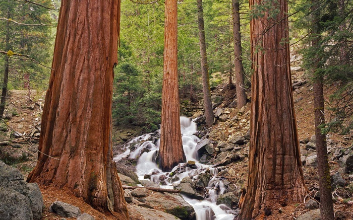 Forêt, arbres, ruisseau, rochers Fonds d'écran, image