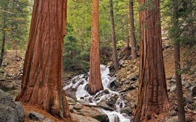 Forêt, arbres, ruisseau, rochers HD Fonds d'écran